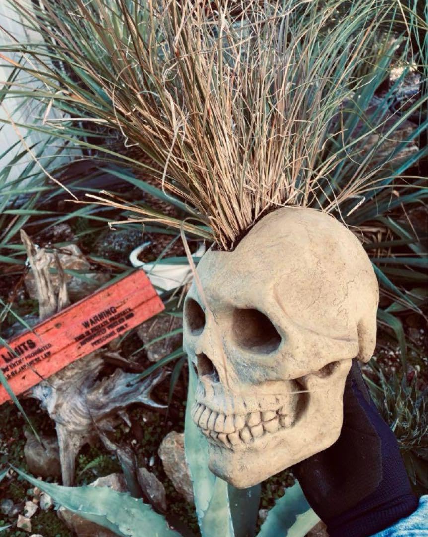 Amazon｜スカル鉢 モヒカン又はボンバータイプ◇ドライガーデン多肉