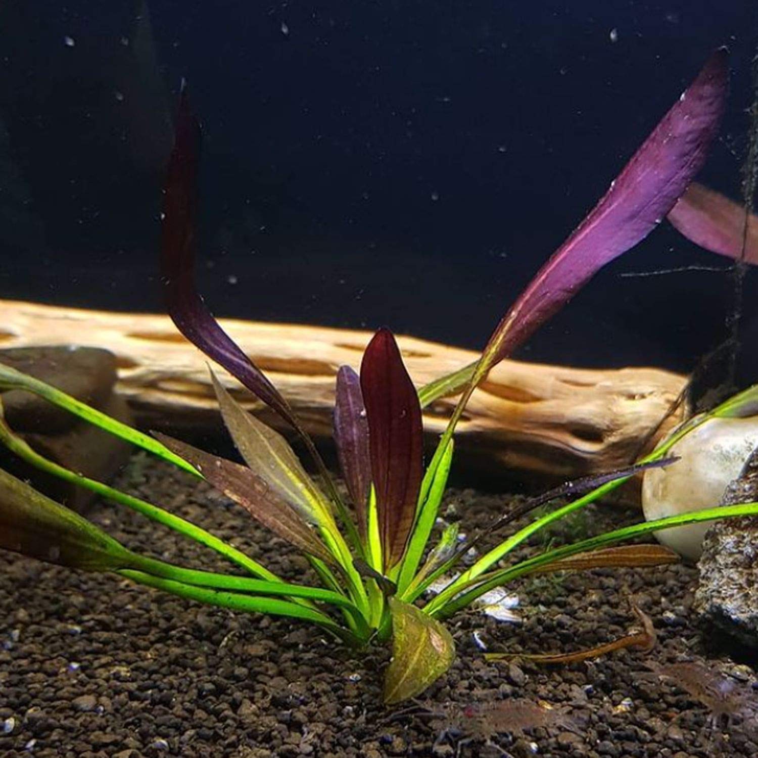 Buy Greenpro Echinodorus Aflame Purple Knight Red Amazon Sword Vitro Live Aquarium Plant Tissue