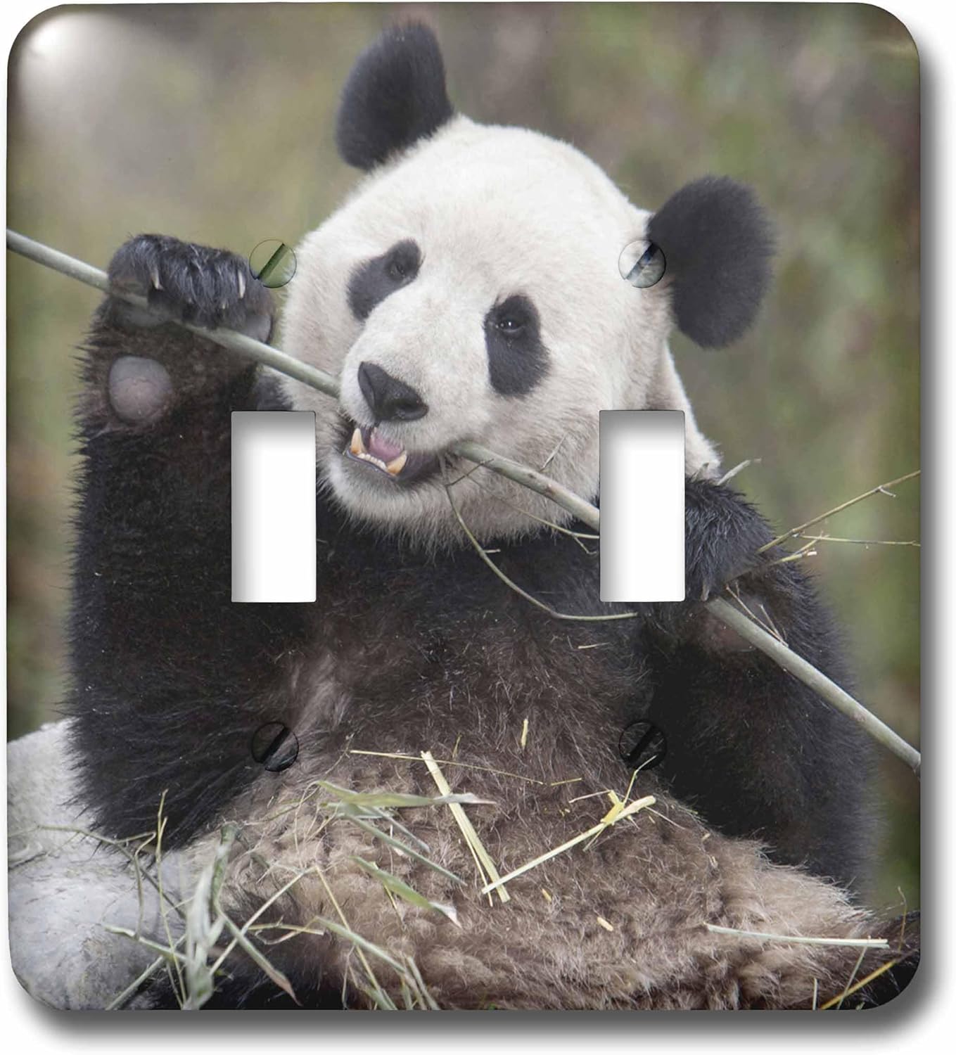3dRose lsp_132354_2 China, Wolong, Giant Panda Bear Eating Bamboo As07 Aga0009 Alice Garland Light Switch Cover