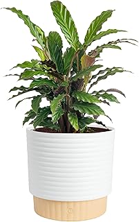 15 Modern Vintage Living Room Ideas That Feel Layered and Lived In 44 Costa Farms Calathea Live Plant in Decorative Pot, Large Indoor Housepla...