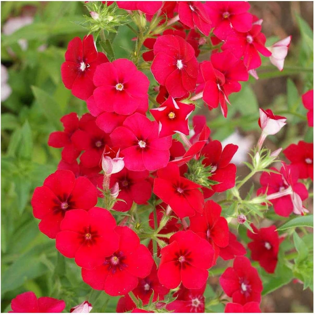 Everwilde Farms - 1/4 Lb Red Drummond Phlox Native Wildflower Seeds - Gold Vault