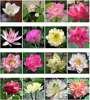 Bonsai Lotus Seeds,Water Lily Flower Plant,50PCS Finest Viable Aquatic Water Features Seeds,Home Garden Yard Decor (Mixed ...