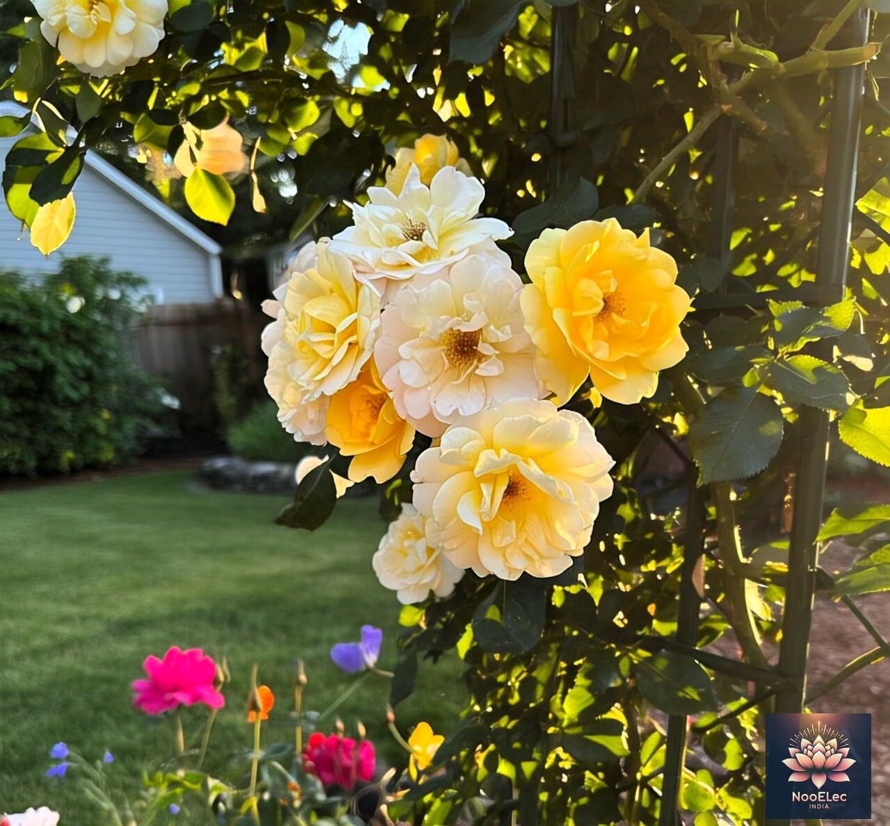 NooElec Seeds India Climbing Rose Flower Seeds, 60 Seeds Pack - Hybrid, Year-Round Blooms, Minimal Care (MIX) - Image 5 thumbnail