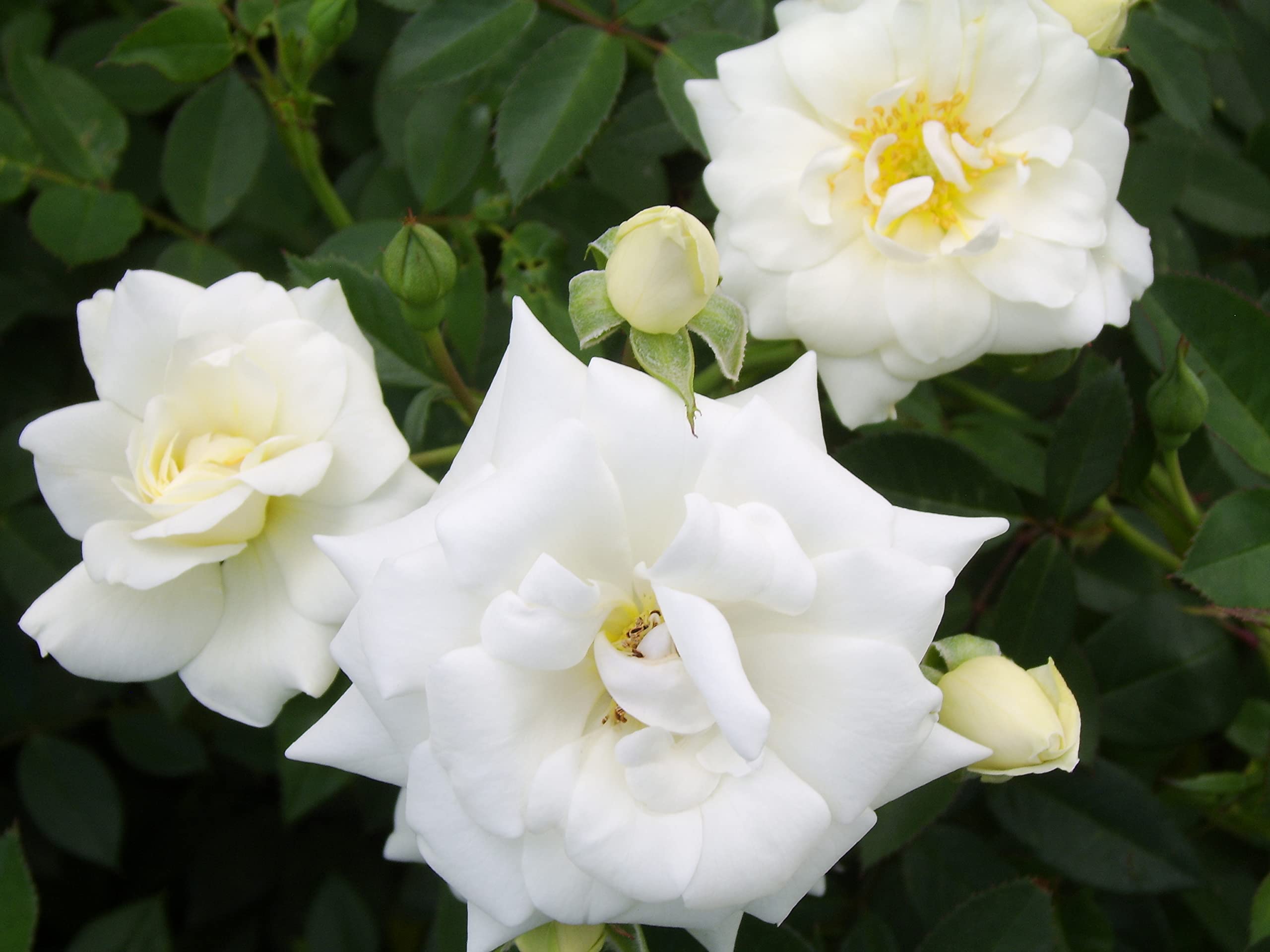 'Kent' - Groundcover- Cluster of White Blooms- Potted Rose