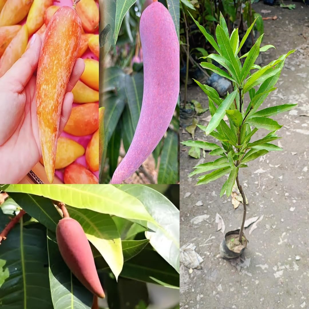 ARUSHI PLANTS MARKET Chili Mango Grafted Plant Lajiao Red Variety 2/3 Feet Height Furit After 1/2 Years Hybrid Live Fruit Plant For Home Garden Long Mango Tree Plant (B0D4YRMQ19) Amazon Price History, Amazon Price Tracker