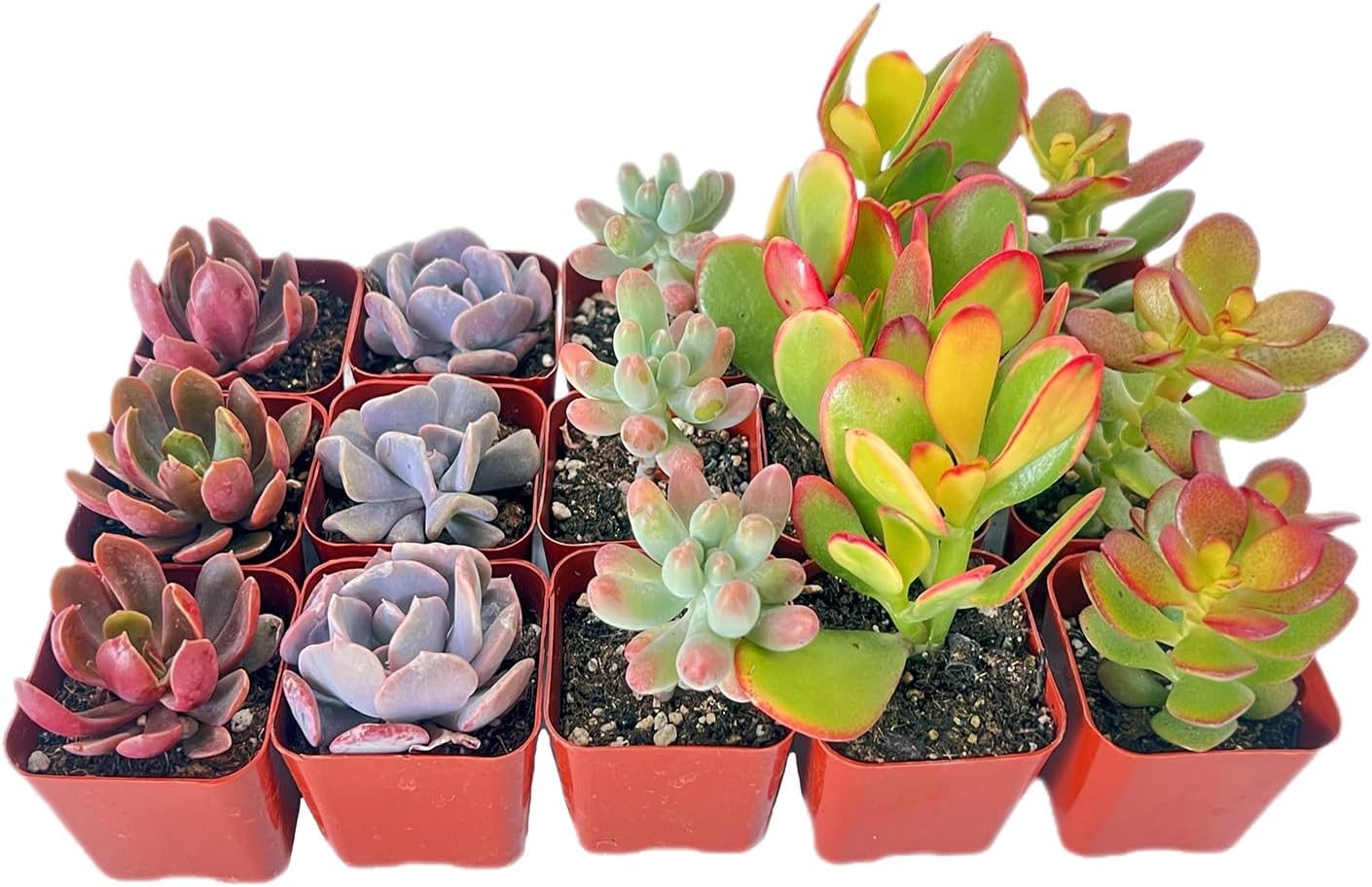 Sprout N Green15 Pack Assorted Succulents Plants Live, Including Jade Succulents, Rare Home Plants for Indoor House Home Garden Wedding Decor Party Favor