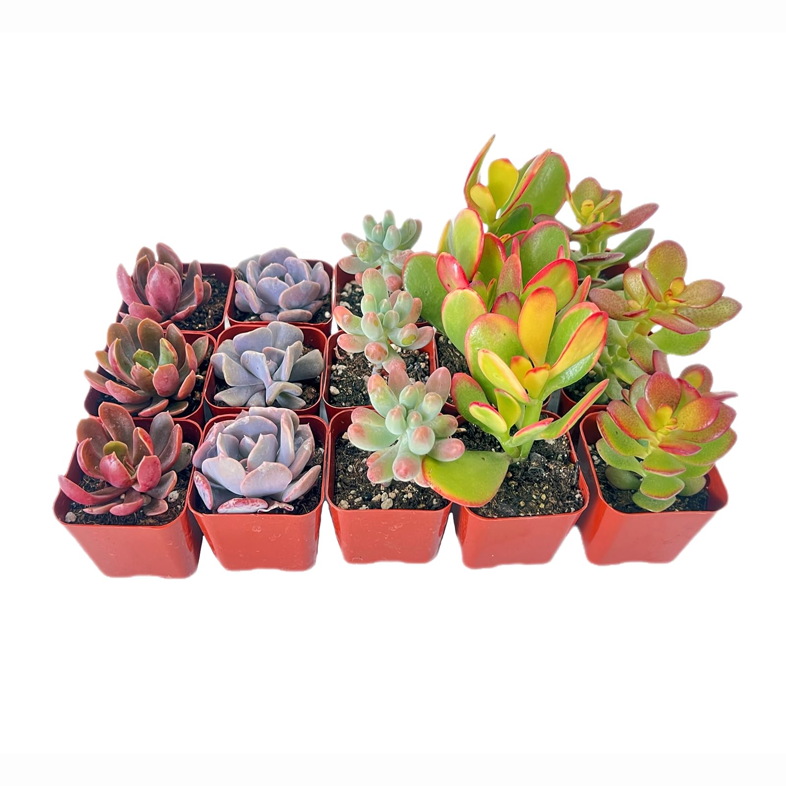 Sprout N Green15 Pack Assorted Succulents Plants Live, Including Jade Succulents, Rare Home Plants for Indoor House Home Garden Wedding Decor Party Favor
