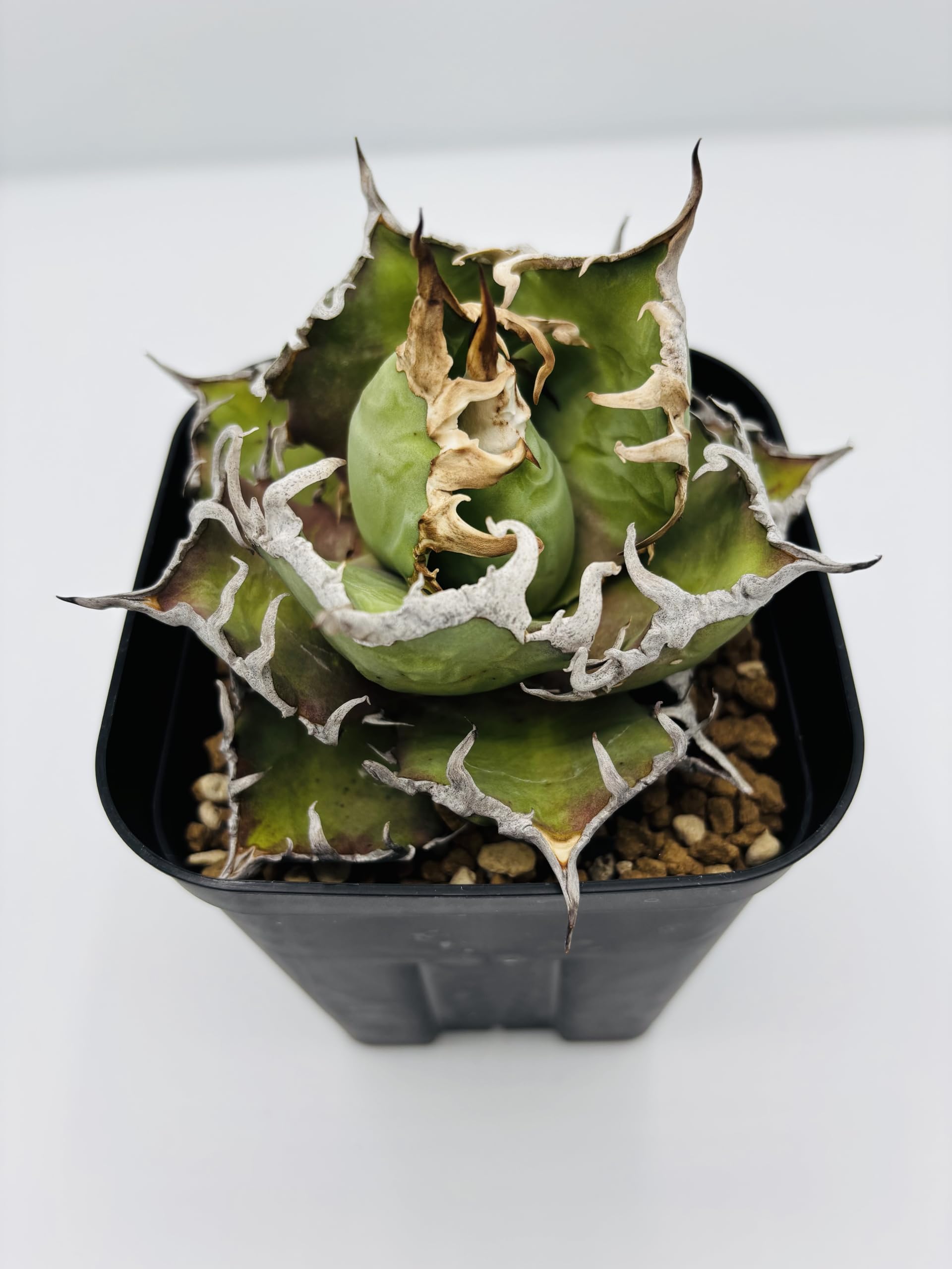 Amazon｜アガベ チタノタ 凱撒(シーザー)/ Agave titanota 'Caesar