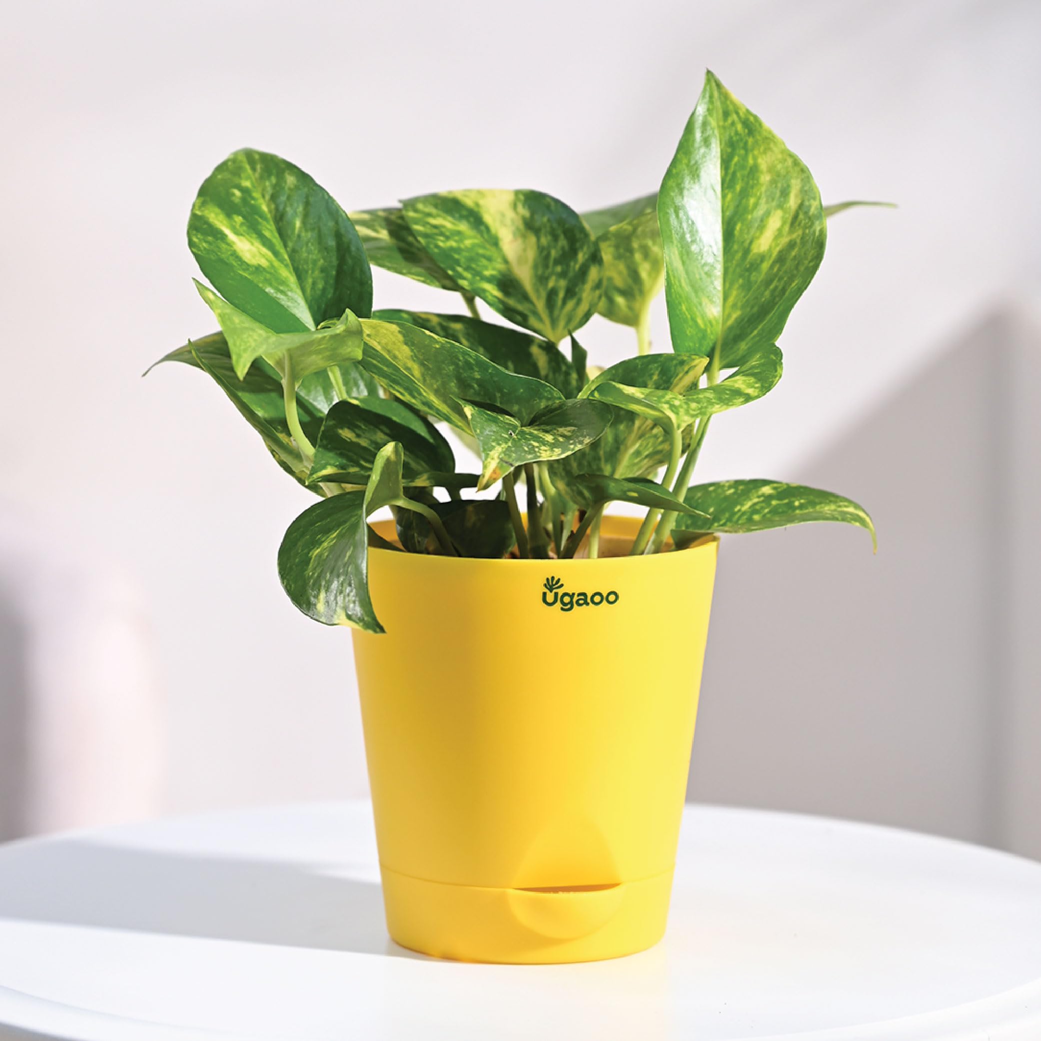 Sponsored Ad - Ugaoo Good Luck Money Plant Variegated With Self Watering Pot