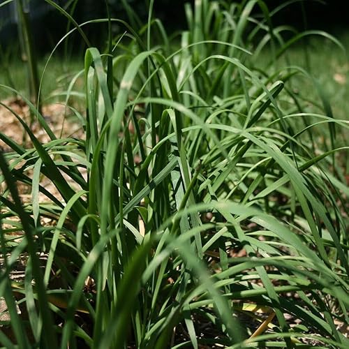 Miniatura 2 de KVITER 250 semillas de ajo, cebollino, cebollino chino, vegetal, Jiu Cai, semillas orgánicas frescas para plantar, semillas para el hogar y el jardín