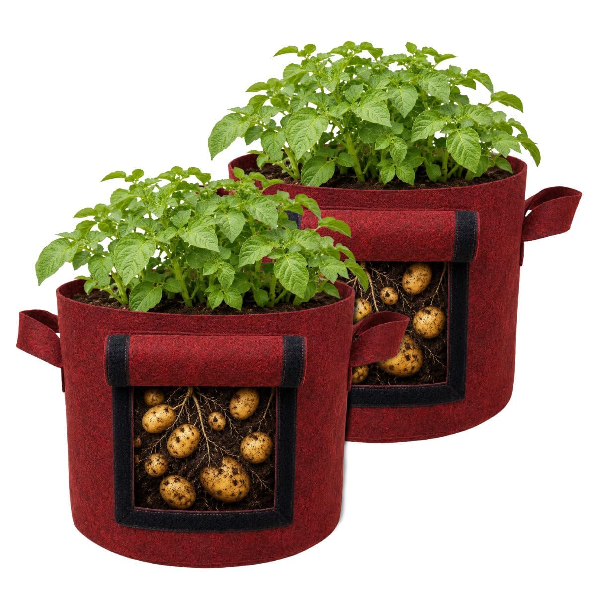 Potato Grow Bag, Geo Fabric 15x12 Inch with Harvest Window with Handles for Potato, Ginger, Onion, Carrot & Root Vegetables, Terrace & Balcony Gardening (Red, 15x12 Inch, Pack of 1)-image-34