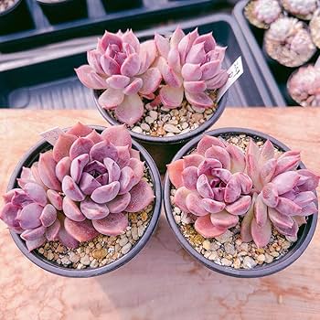 Amazon.co.jp: D！（1苗の）多肉植物 ダークチョコレート 韓国苗 美苗