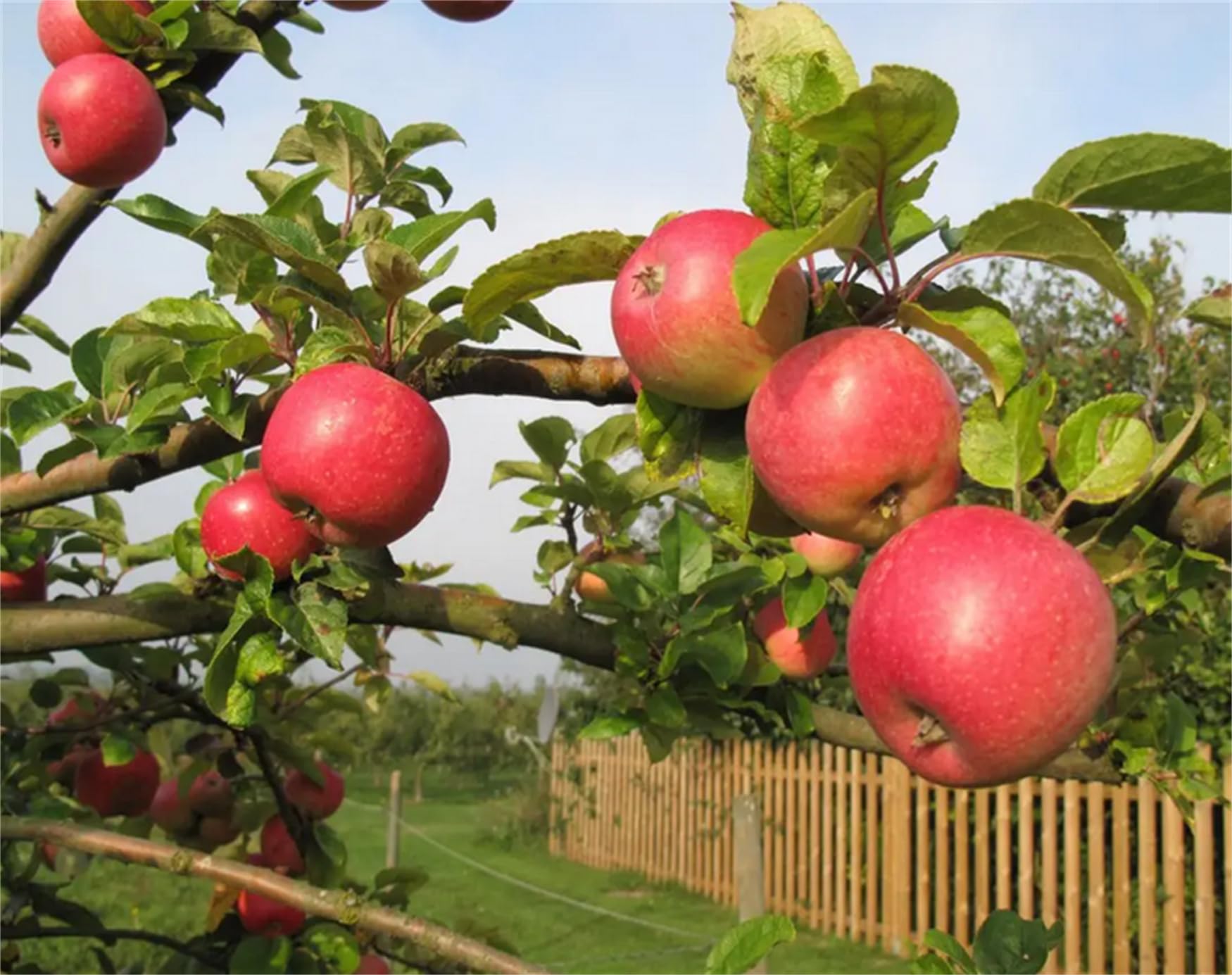 Apple - みかん Shizuka Apple on G.11 - Cummins Nursery - Fruit Trees