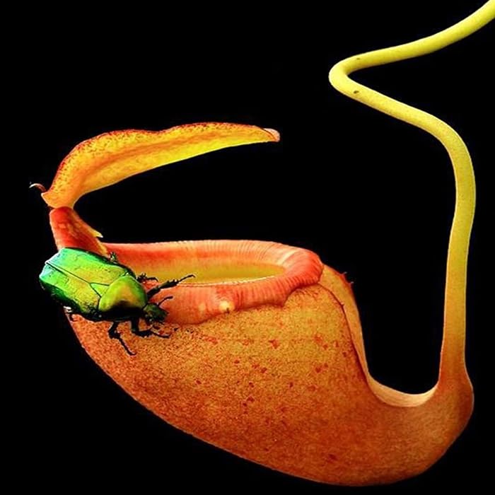 Buy Vegetable Plant Seeds Nepenthes Seeds 20Pcs/Bag Nepenthes Seeds