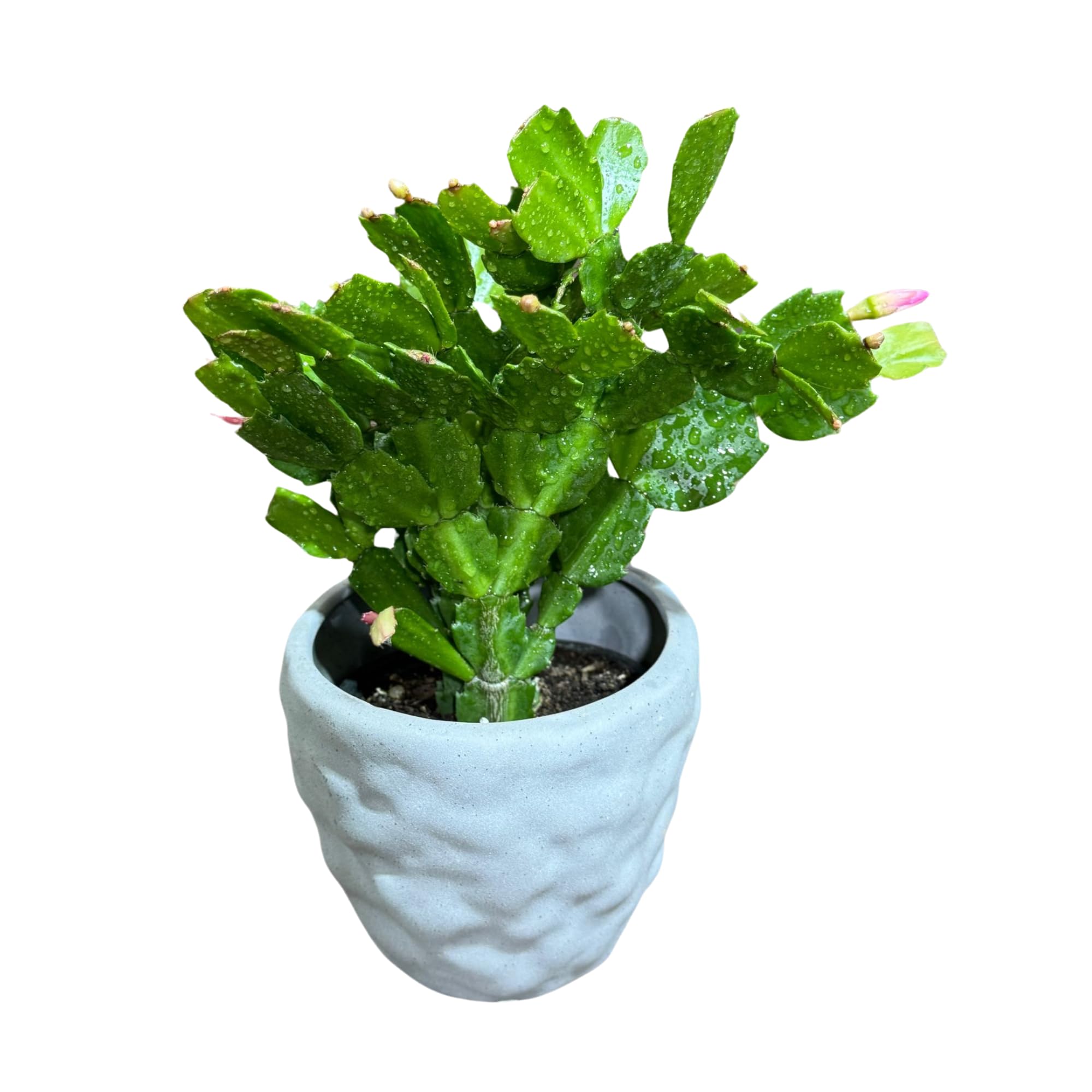 PLANTVERS Schlumbergera Bridgesii in a 4" Ceramic Pot – Christmas Cactus – Live Indoor Cactus Plant – Low Maintenance Houseplant – Succulent Gift –