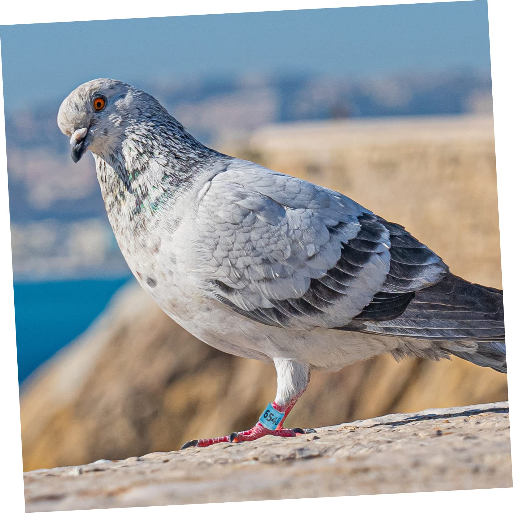 BESPORTBLE 400pezzi Anelli Identificativi per Piccioni Fasce Colorate Alluminio per Uccelli Strumento di Distinzione per Pollame Facili da Usare e Resistenti