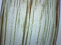 Vista 1 de EISCO Zea Mays Stem - Sección transversal y longitudinal - Diapositiva para microscopio preparado - 2.953 x 0.984 in - Biología y microscopía