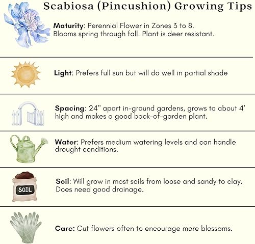 Miniatura 8 de Clovers Garden Scabiosa - Plantas de color azul mariposa (alfiler), dos (2) plantas vivas, sin OMG, sin semillas, cada una de 4 a 8 pulgadas de