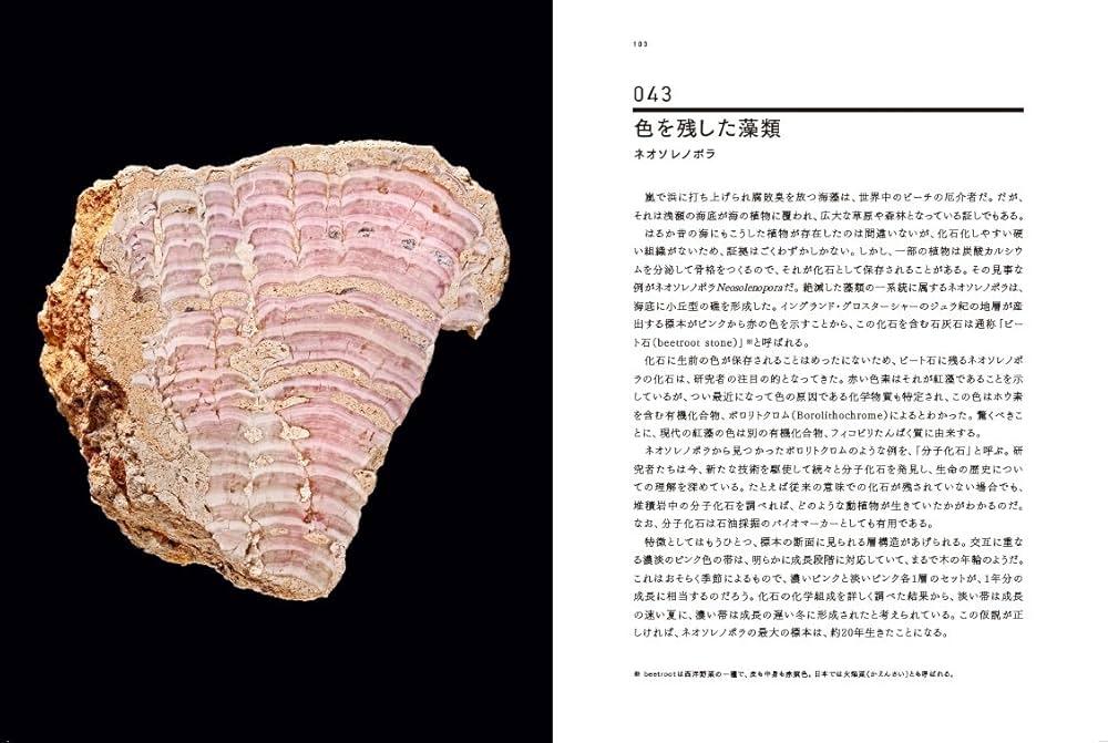 一億数千年前の化石3点セット　C-18 C-36 B-14 一億数千年前の化石3点セット C-18 C-36 B-