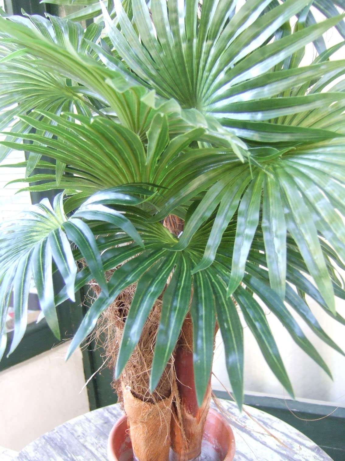 kentia palm Howea Forsteriana - Kentia Palm - 2 plants - Pot 21cm - Height 120-130cm -  Houseplant