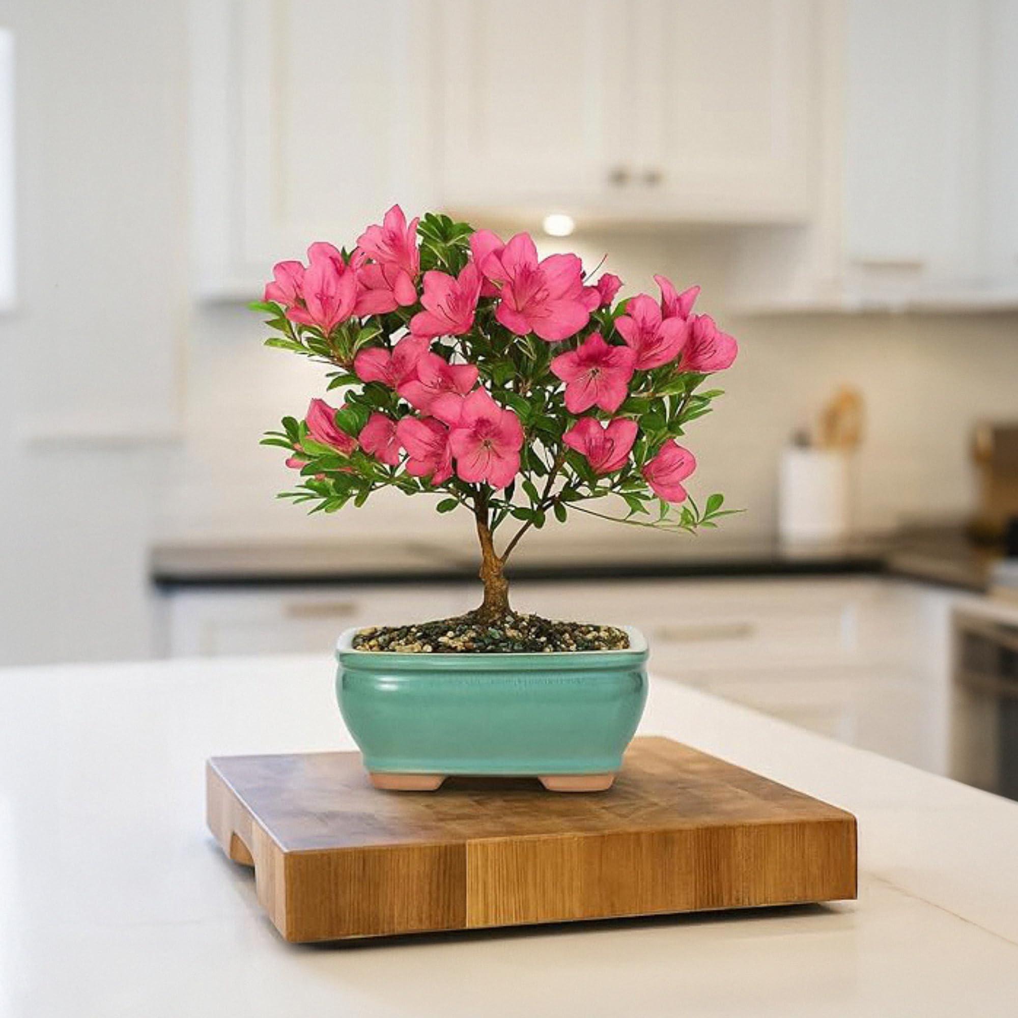 Amazon.com: BloomsyBox Farm-Fresh Satsuki Azalea, Low Maintenance