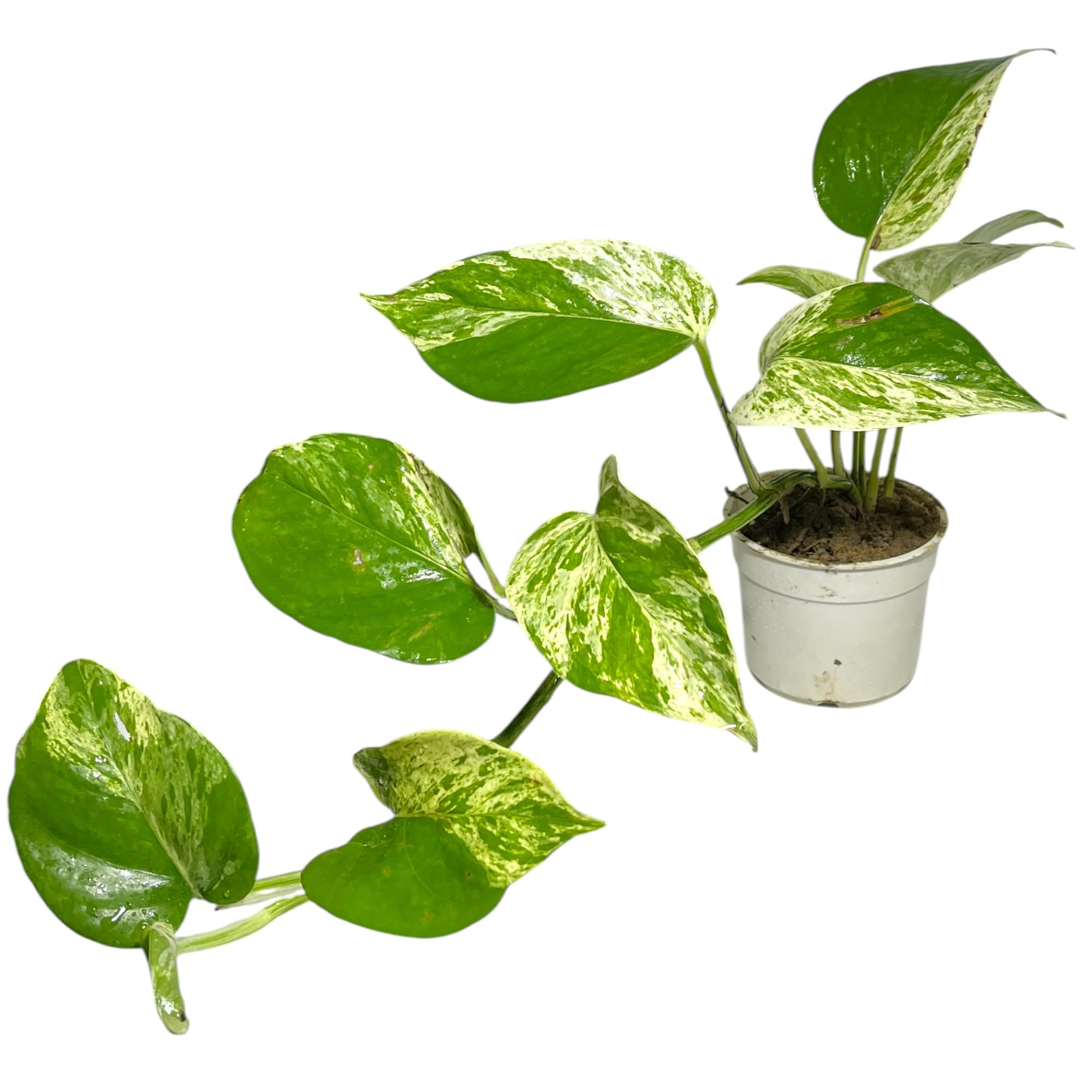 Live Marble Queen Pothos Indoor Plant in 4-inch Nursery Pot, Variegated Green and White Leaves-picture-34