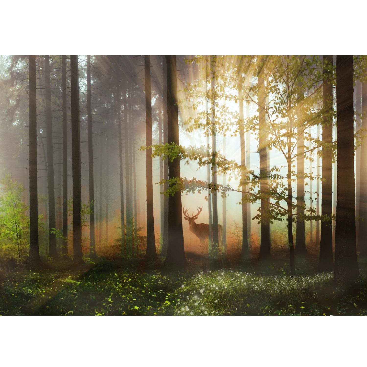 Fotobehang Venster Bos 352 x 250 cm - Runa Behang