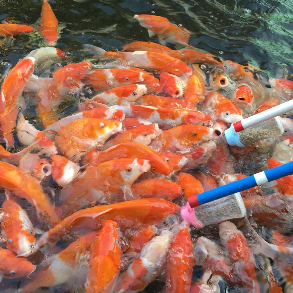 GANAZONO 2pcs Transparent Fish Feeder Bottle with Pole Carp Bottle for Aquarium Convenient Fish Feeding Supplies Sturdy Design for Cherry and Dwarf Carp
