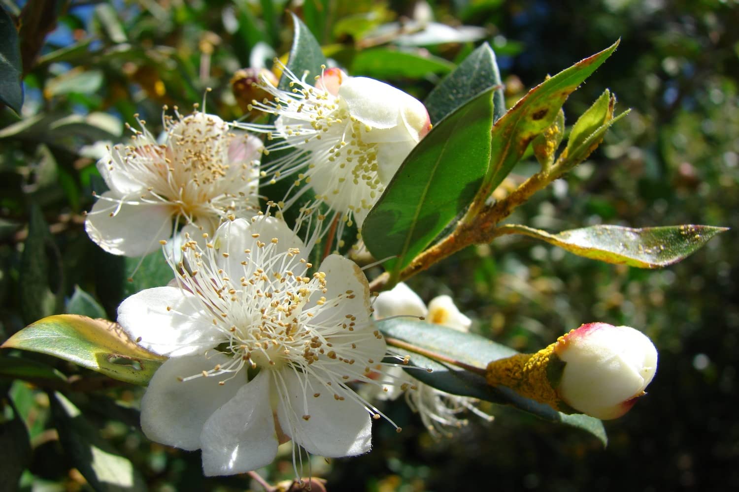 SAFLAX Myrte commun 30 graines Myrtus communis
