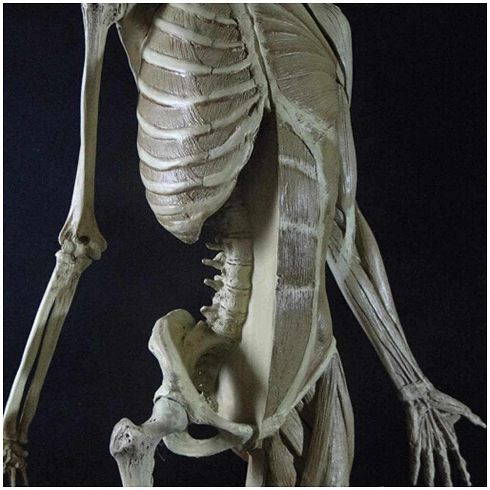 Modèle de Figure Anatomique féminine - Modèle d'os Musculaire Humain Anatomique de 60 cm - Matériau PU Modèle de Peinture Anatomique de Squelette Humain - Compatible avec Le Dessin d'artiste