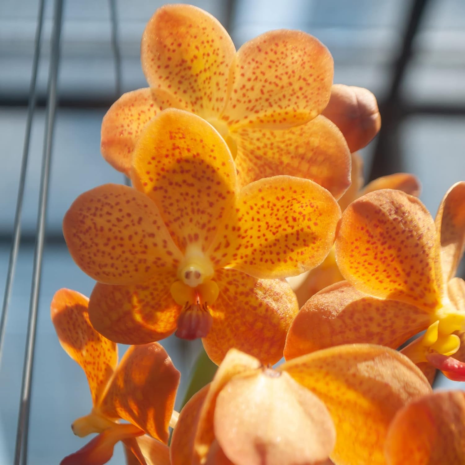 Fragrant Orchid Plants Dendrobium, Rare Live Orchid with