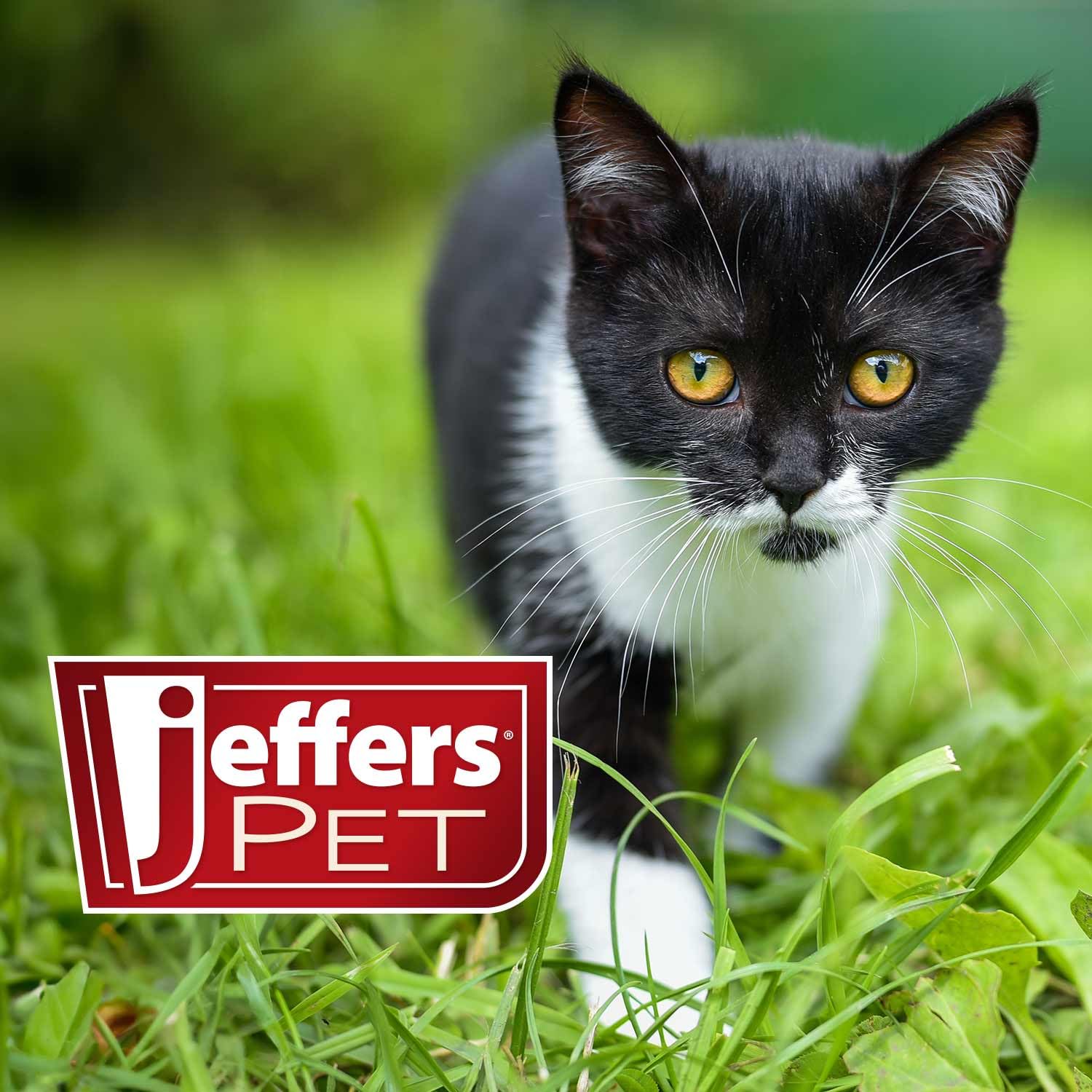 Jeffers Pet Ear Cleaning Solution for Dogs, Cats & Puppies, 128 oz – Aloe Vera Ear Wash for Wax & Odor Removal, Itchy Ear Comfort, Routine Ear Hygiene, Home Grooming, Travel Friendly Pet Care - image 4