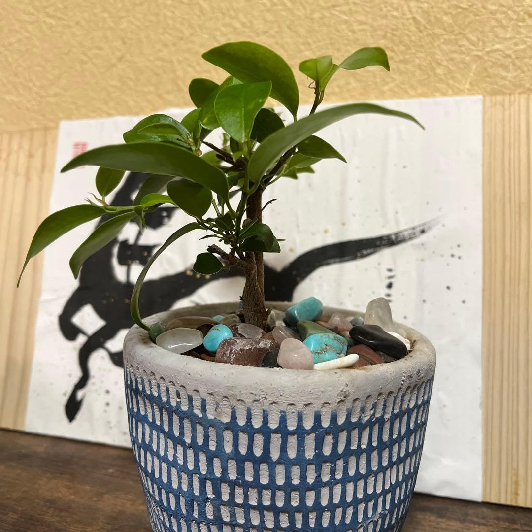 Amazon｜ガジュマル 盆栽 観葉植物 鉢植え｜観葉植物 オンライン通販