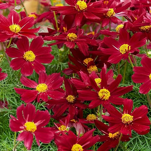 Outsidepride Cosmos Bipannutus Sonata Red Shades Garden Flower Seed Mix - 100 Semillas