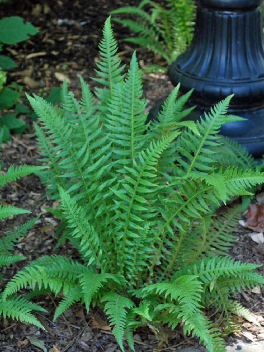 Perennial Farm Japanese Beech Fern