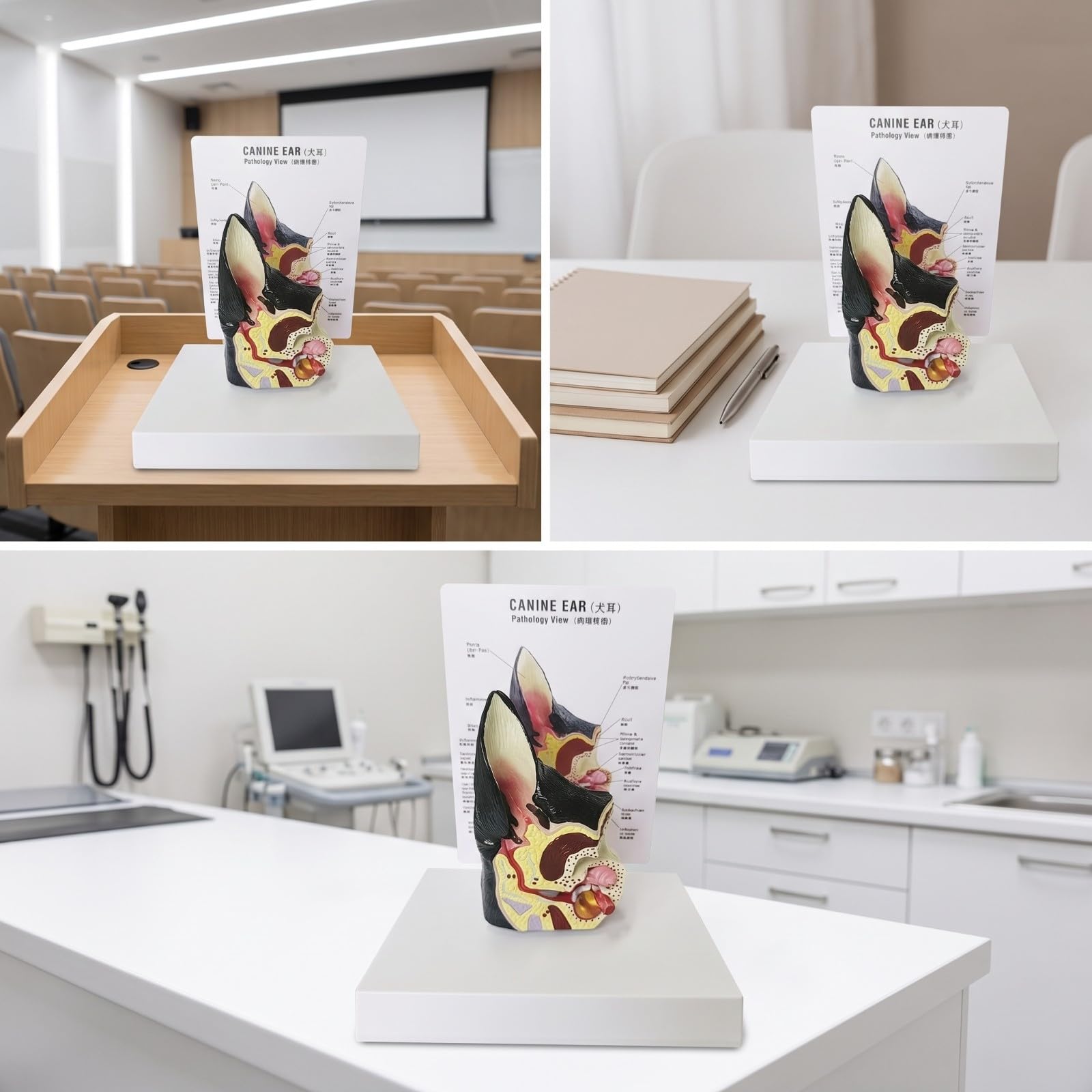 TISHITA Detailgetreu Hundeohr-Modell | Beschriftet, Tieranatomiemodell, für Vorlesungssaal, Lehrer