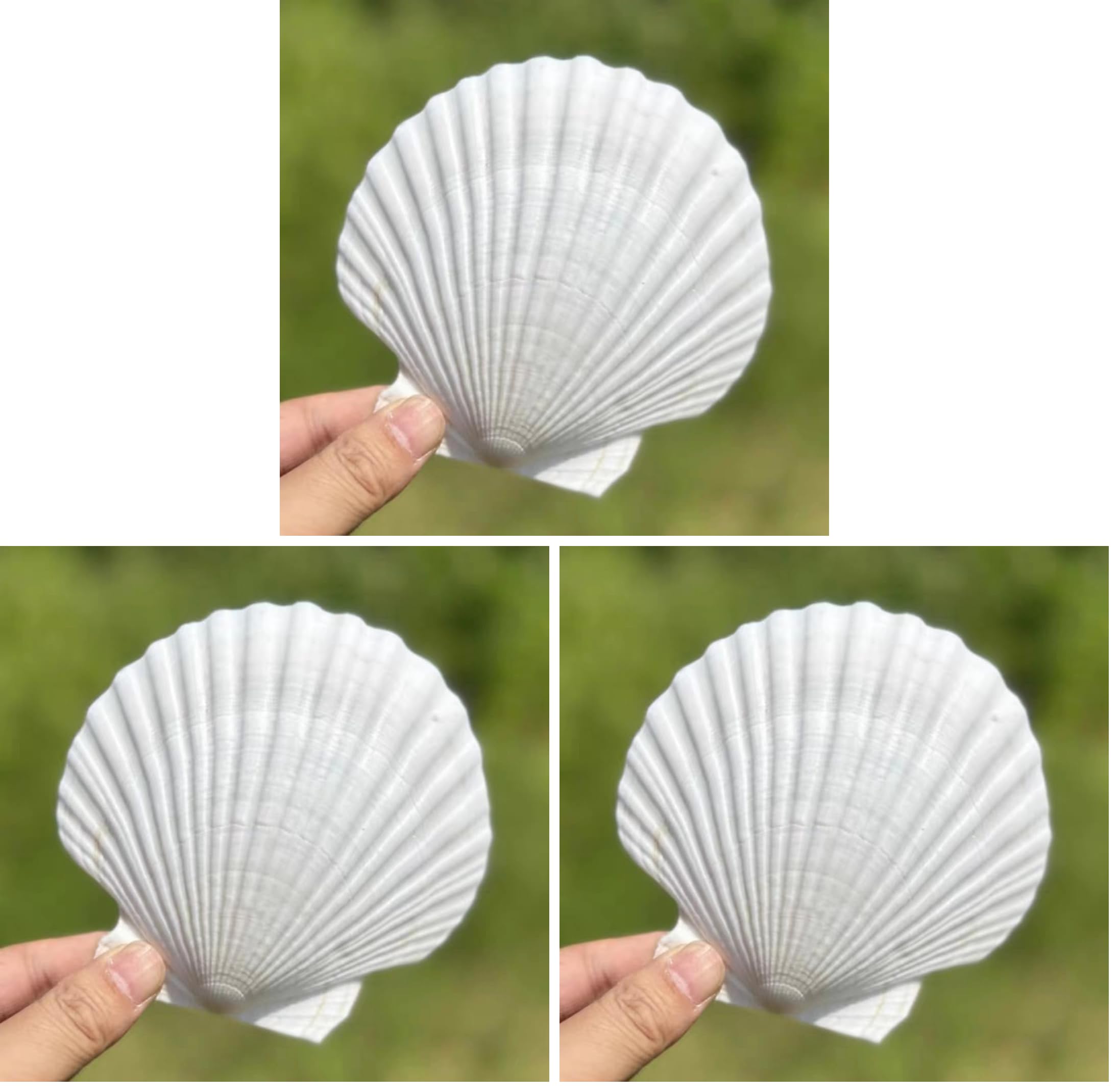 SEAJIAYI 10 PCS Large Scallop Shells 4-5 inch Natural White Scallop Shells from Sea Beach for DIY Craft Decor (Pack of 3)