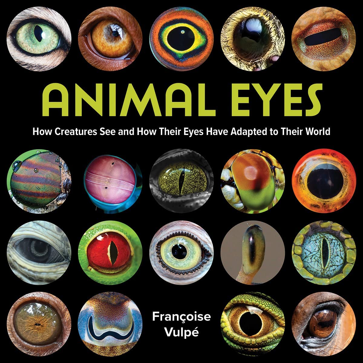 Animal Eyes by Francoise Vulpe - 9780228104131