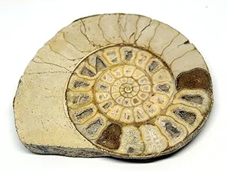 Limestone Ammonite Fossil Jurassic Great Britain 16986