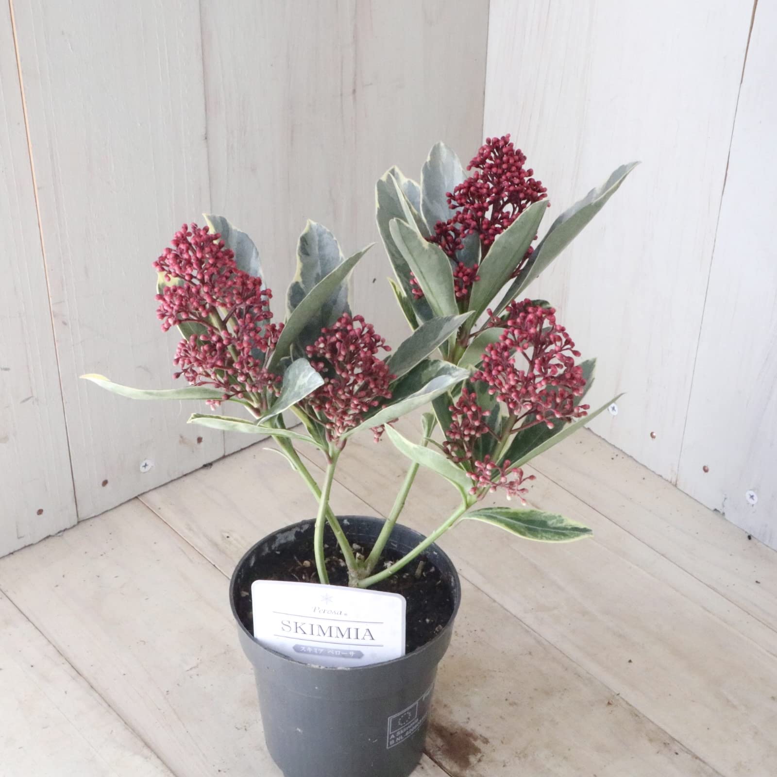 ① いい色出てます‼︎大株仕立ての斑入りスキミア・ベローサバリエ