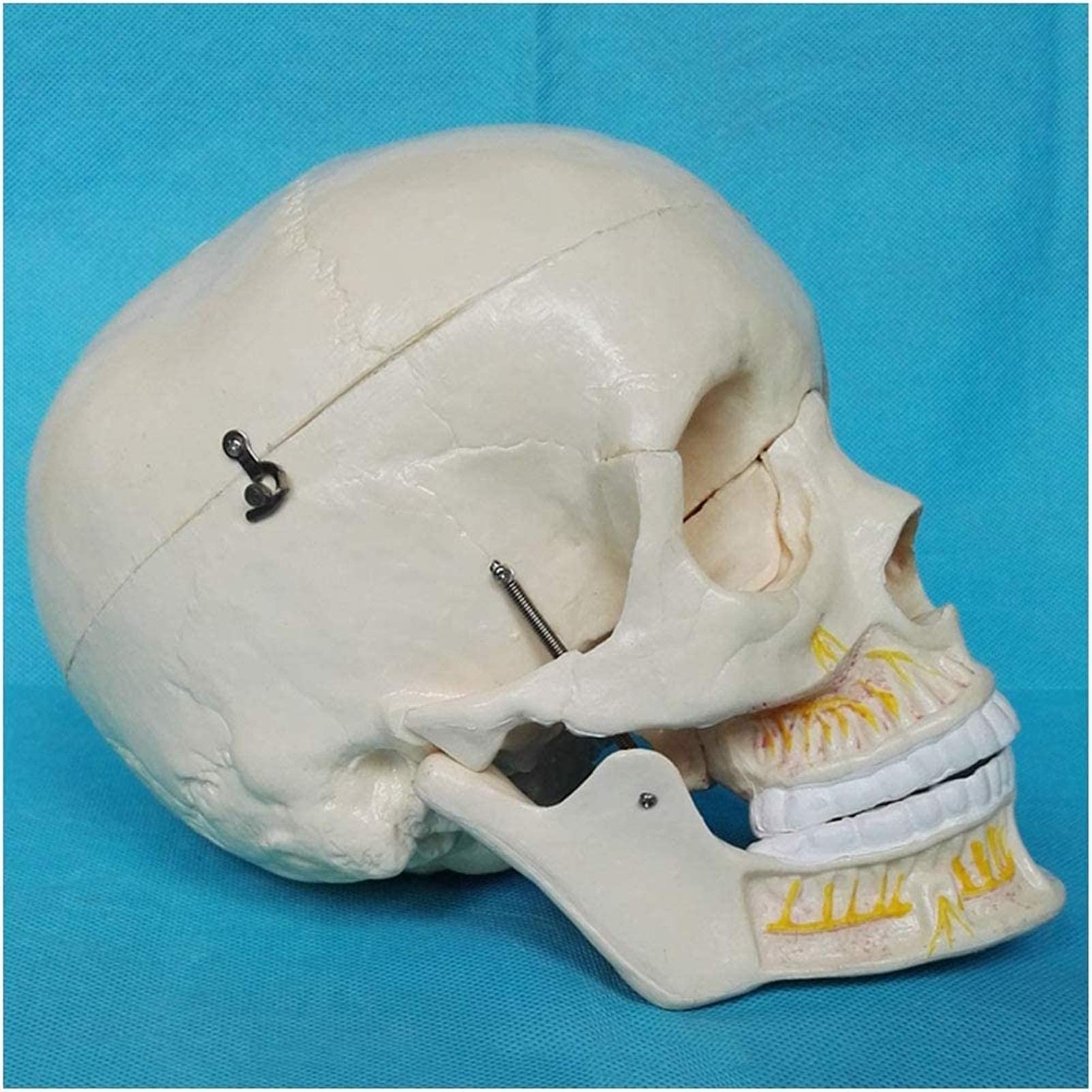 GTHTUHFD Anatomy Model Human Skull Model - Life Size Human Skull Head Model - Medical Skull Bones Skeleton Model - Pvc Material - For Study Teaching