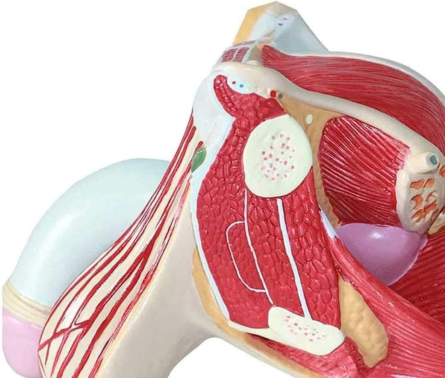1 szt. Model męskich narządów płciowych - Anatomiczny model z PVC do szkoleń edukacyjnych w zakresie zastosowań w opiece zdrowotnej