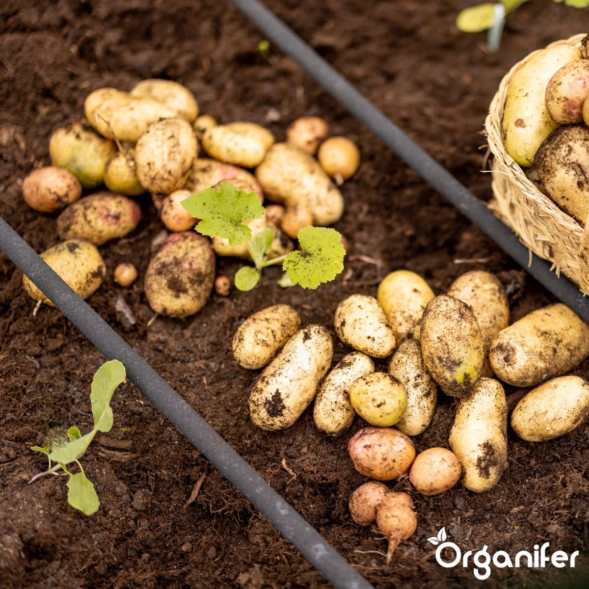 Engrais Au Sulfate D'Ammonium - 20 Kg Pour 400 M2 - Azote Minéral Et Soufre - Action Rapide - Idéal Pour Les Pelouses, Les Légumes, Les Fruits Et Les Plantes Ornementales - Organifer