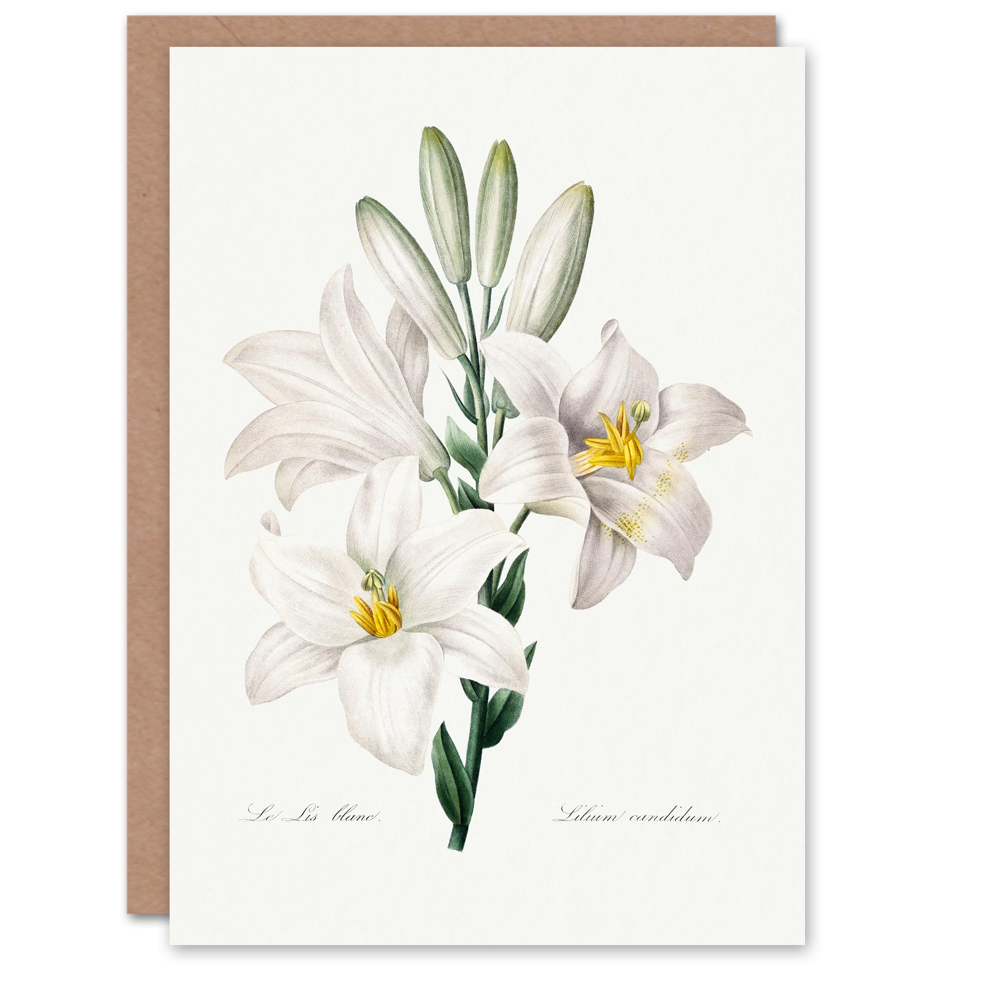 Artery8 Greeting Card - White Lily - Botanical Art
