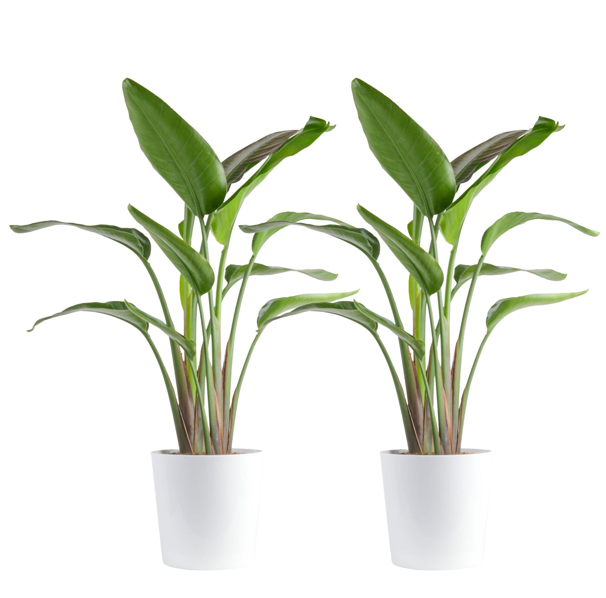 Costa Farms White Bird of Paradise Plant (2-Pack), Live Indoor Plants Houseplants in Indoors Planter Pots, Soil, Housewarming Gift, Living Room,