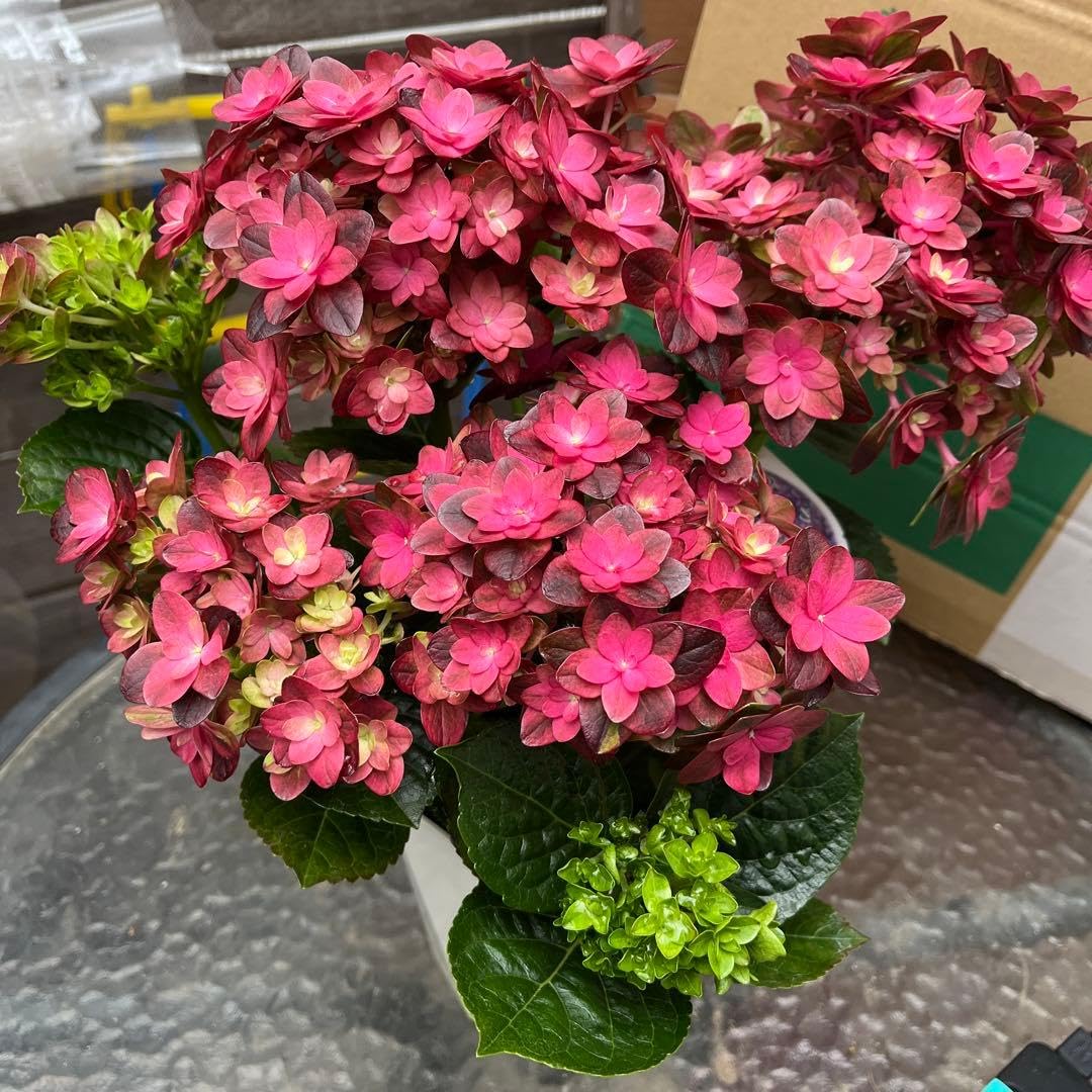 Amazon｜種 紫陽花 紫紺のゆらぎ セレクション 4.5号｜観葉植物