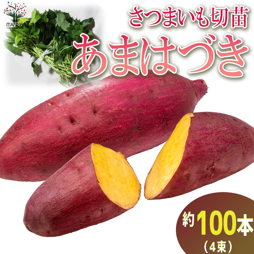 甘はづき芋苗100本