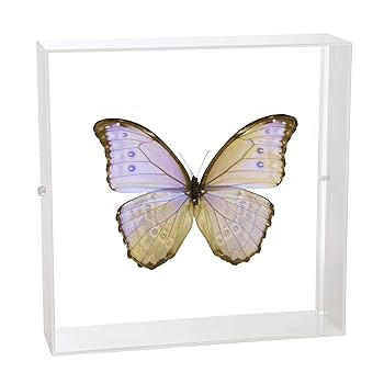 週末セール　蝶の標本 多種類 フレーム付き 楽天市場】昆虫標本 蝶の標本 ビクトリアトリバネアゲハ