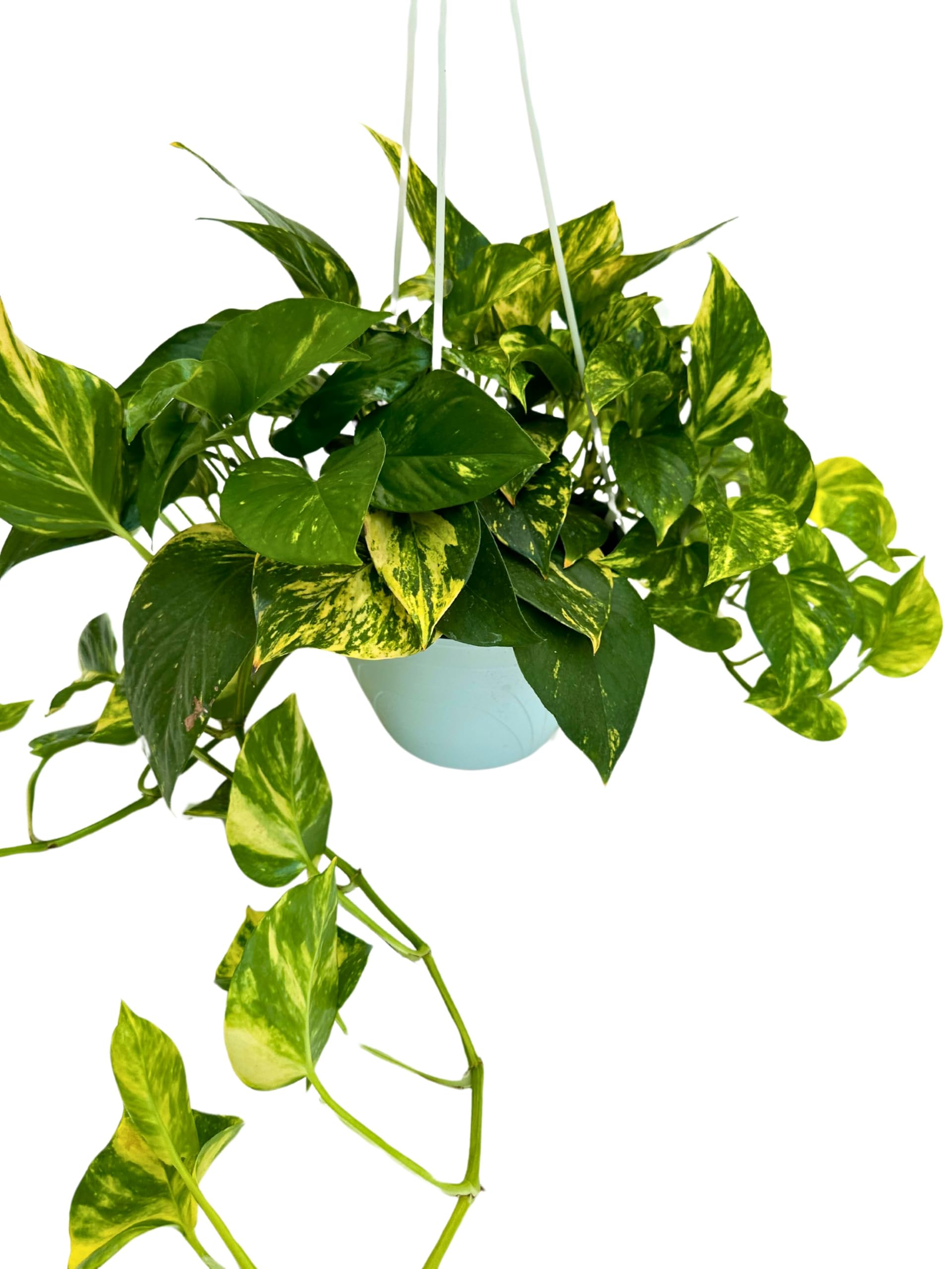 I GIARDINI DI GIULIA - Scindapsus Aurea | Pianta Vera da Interno | Foglie Verdi e Dorate | Facile Cura | Pianta Ornamentale | IN VASO BASKET DIAMETRO 20 CM