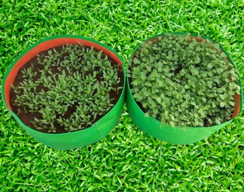 MASHKI HDPE Grow Bags for Terrace Gardening, Ideal for Growing Vegetable Plants Like Spinach and Palak. (Size 12x6 inch 5nos)